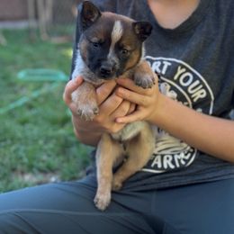 Dark red boy - Red speckled male Australian Cattle Dog puppy in Cottage Grove, Oregon from Heirloom Ranch