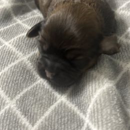 Harry - Sable Shih Tzu puppy in Hendersonville, Tennessee from Peekaboo Farms