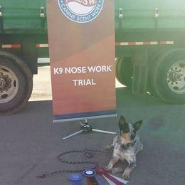 Australian Cattle Dog and French Bulldog Puppies from Sugarloaf French bulldogs and Australian cattle dogs