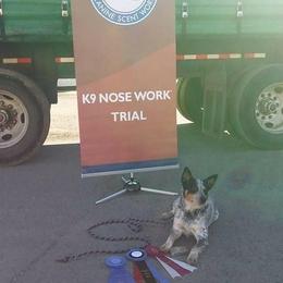 Australian Cattle Dog and French Bulldog Puppies from Sugarloaf French bulldogs and Australian cattle dogs
