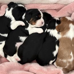 Cavalier King Charles Spaniel puppies from Storycrest Cavaliers