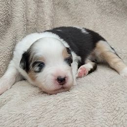 Bronze - Blue merle male Miniature American Shepherd puppy in Springfield, Missouri from Sunrock Kennel