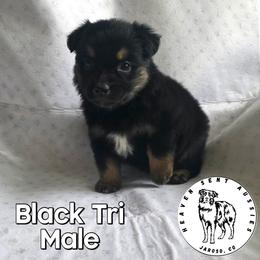 Usher - Black tri male Miniature Australian Shepherd puppy in Jaroso, Colorado from Heaven Sent Aussies