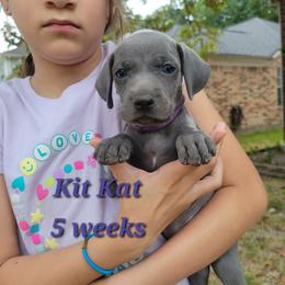 Kit Kat - Blue female Weimaraner puppy in Kingwood, Texas from Desert Rose Weimaraners