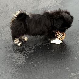 Lhasa Apso Puppies from Michelle Dark