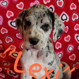 Great Dane Puppies from HCC Great Danes