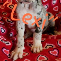 Great Dane Puppies from HCC Great Danes