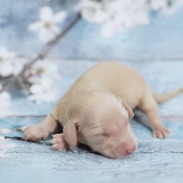 LUMINA - Reserved - Cream female Dachshund puppy in Graceville, Florida from Misty's 101 Doxies