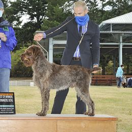 Chief - Wirehaired Pointing Griffon