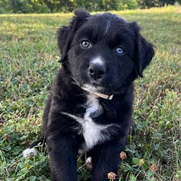 Balto - Black & white male Australian Shepherd puppy in Albany County, New York from Allie Acres Australian Shepherds