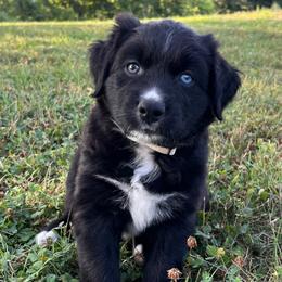 Balto - Black & white male Australian Shepherd puppy in Albany County, New York from Allie Acres Australian Shepherds