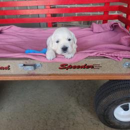 Laurie - Light golden female Golden Retriever puppy in Hastings, Michigan from Teresa Stevens
