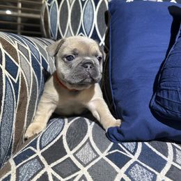 Fawn girl - Blue fawn female French Bulldog puppy in Winchester, Tennessee from Franklin Heights Frenchies