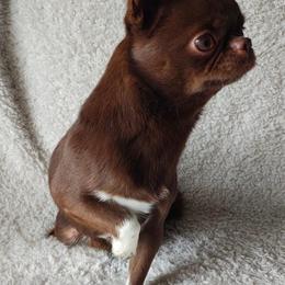 Rhiannon - Chihuahua