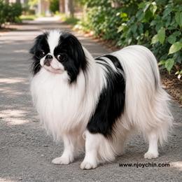Dice - Japanese Chin