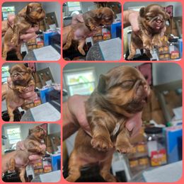 Boy 1 - Red and tan male Shih Tzu puppy in Houston, Texas from Shih Tzu Houston