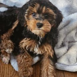 Poodle, Yorkipoo, and Yorkshire Terrier Puppies from Sonshine Yorkies