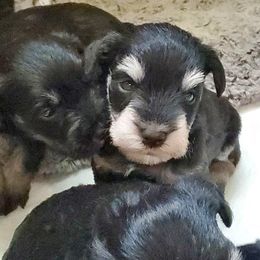 Miniature Schnauzer Puppies from Gerhauzer's Schnauzers