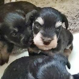 Miniature Schnauzer Puppies from Gerhauzer's Schnauzers