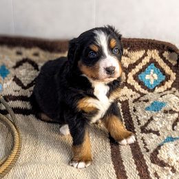 Pearl - Black rust and white Bernese Mountain Dog puppy in Findlay, Ohio from Rafter 58 Bernese Mountains and Bernedoodles