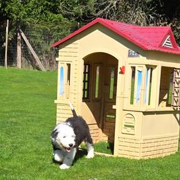 Todd - Gray and white male Old English Sheepdog puppy in Sutherlin, Oregon from Sapphire Eyes Sheepdogs