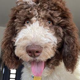 Buckets - Goldendoodle
