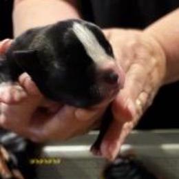 Boy 2 - Black and white male Boston Terrier puppy in Covington, Georgia from Tuxedo Bostons of Atlanta