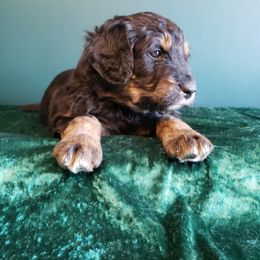 Bernedoodle Puppies from Badlands Bernedoodles