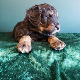Bernedoodle Puppies from Badlands Bernedoodles