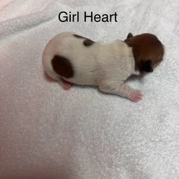 Girl 1 - Brown and white female Jack Russell Terrier puppy in Greeneville, Tennessee from Wampler Jacks