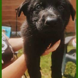 German Shepherd Puppies from Black Beauty Shepherds