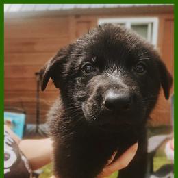 German Shepherd Puppies from Black Beauty Shepherds
