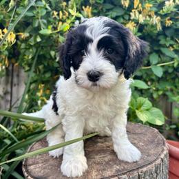 Georgie  (Red) - Parti male Goldendoodle puppy in Rocklin, California from FurEver Yours Goldendoodles