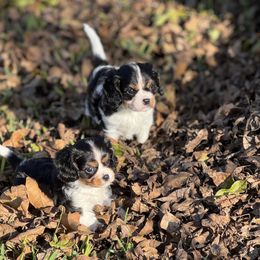 Cavalier King Charles Spaniel puppies from Londyn Cavaliers