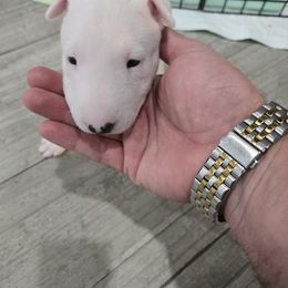 Pup 2 - White female Bull Terrier puppy in Brownsville, Texas from KBs. Bull Terriers