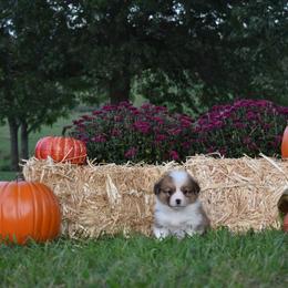 Pembroke Welsh Corgi Puppies from Willow Creek Corgis