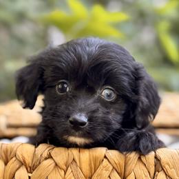Olive - Black and white female Aussiedoodle puppy in Vacaville, California from Starlight Goldendoodles