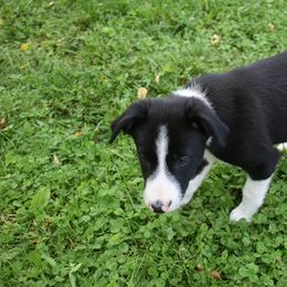 Border Collie Puppies from Porter’s Borders