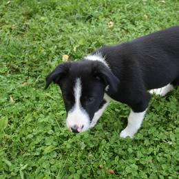 Border Collie Puppies from Porter’s Borders