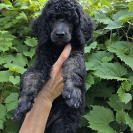Stella - Phantom female Poodle puppy in New York from Powder Puff Poodles