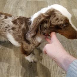 Charlie - Dachshund