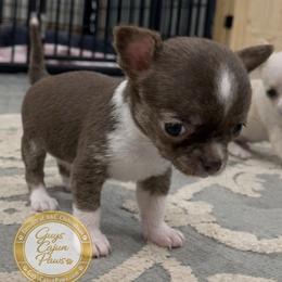 Willow - Chocolate and white female Chihuahua puppy in De Quincy, Louisiana from Guys Cajun Paws