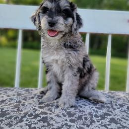Aussiedoodle and Bernedoodle Puppies from Jupiter Doodles