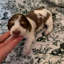 Chocolate and cream dapple pie female - Chocolate and cream female Dachshund puppy in Scroggins, Texas from The Spotted Doxie
