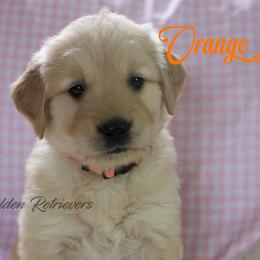 Orange collar girl - Golden female Golden Retriever puppy in Otis Orchards, Washington from Sunlite Golden Retrievers