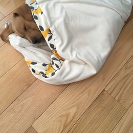 Dilute Retriever and Labrador Retriever Puppies from Royalty Retrievers