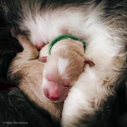 "Beau's baby (Goldendoodle)" Goldendoodle, Golden Retriever, and Sheepadoodle Puppies from Guppy Puppies