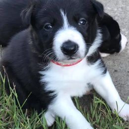 Border Collies from Billowing Borders