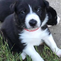 Border Collies from Billowing Borders