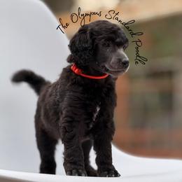 Helion - Silver male Poodle puppy in Spring Hills, Florida from The Olympus Standard Poodle